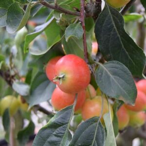 Malus 'John Downie' (C) 125-150 cm